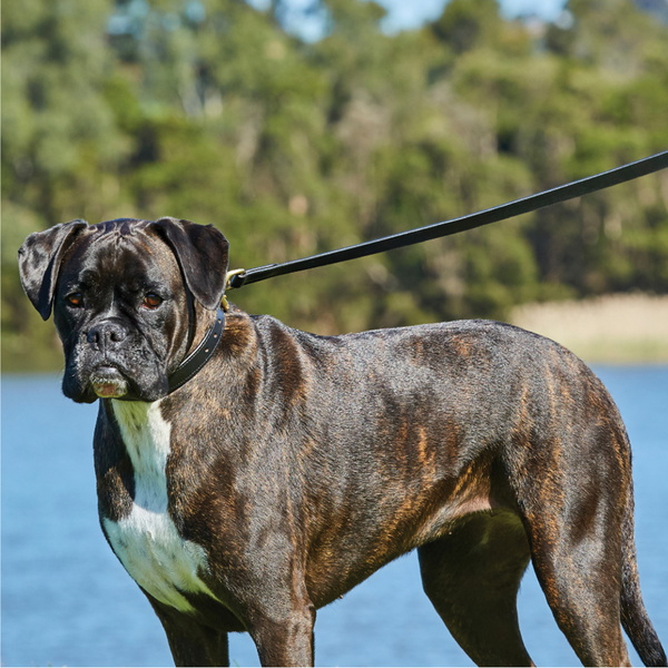 Weatherbeeta Padded Leather Dog Collar 1001696 - Black